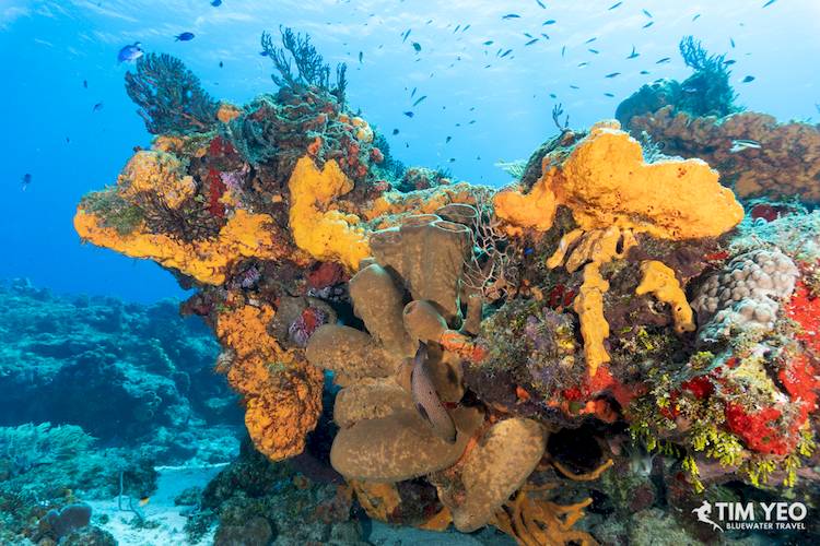 A vibrant coral reef in Cozumel