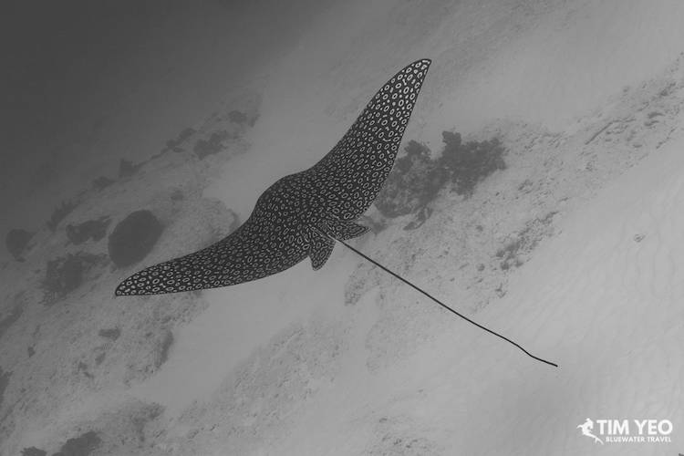 An eagle ray gracefully glides through the water in Cozumel