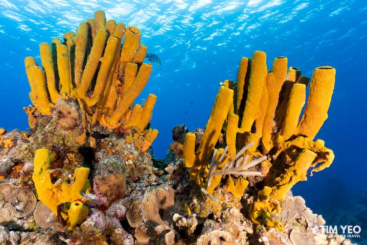 Impressive soft corals adorn a reef in Cozumel
