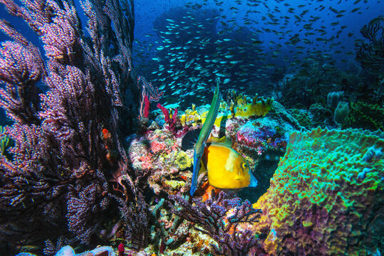 Dive Grenada