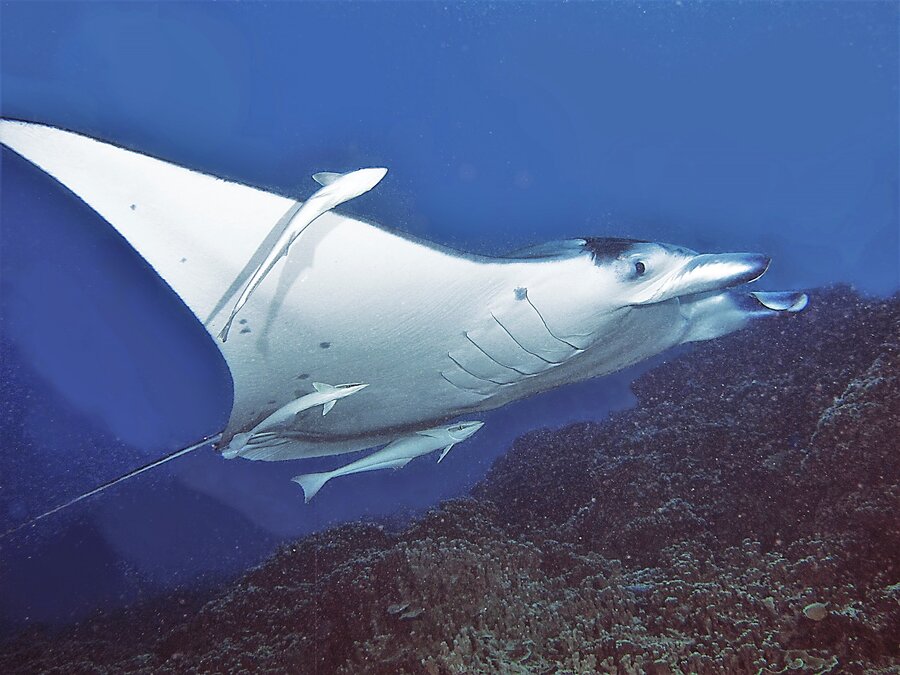 Eleuthera Bora Diving Center