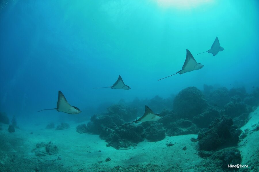 Eleuthera Bora Diving Center