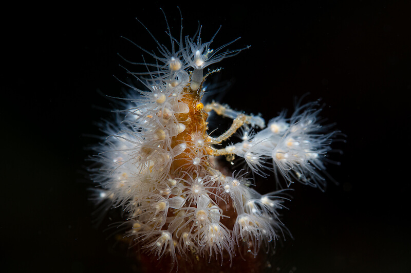 Muck diving in Ambon