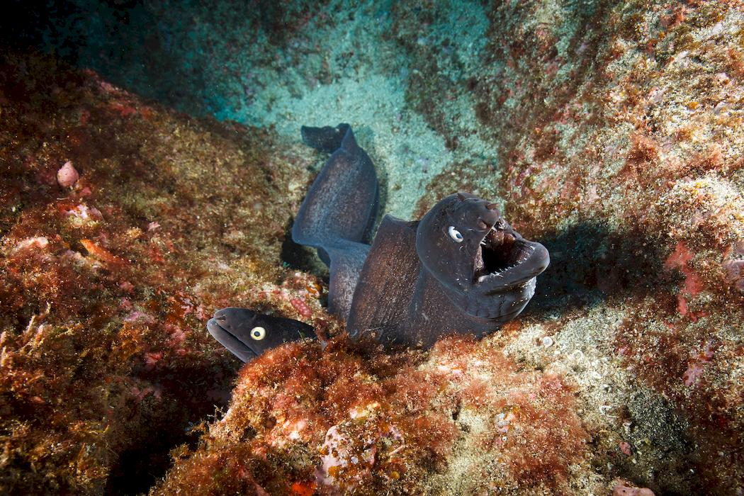 scuba diving azores