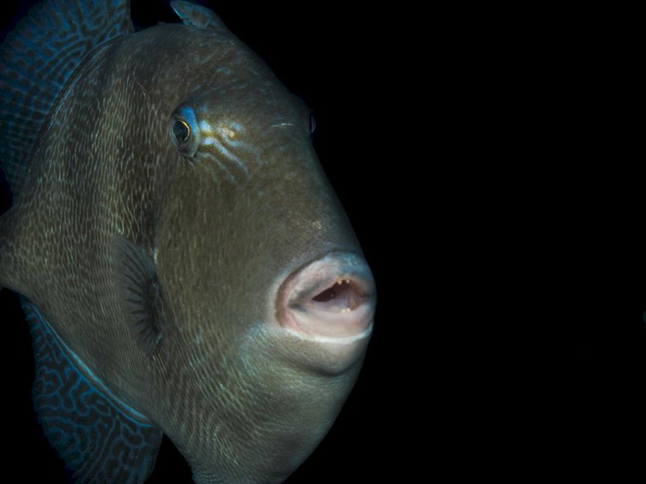 scuba diving portugal