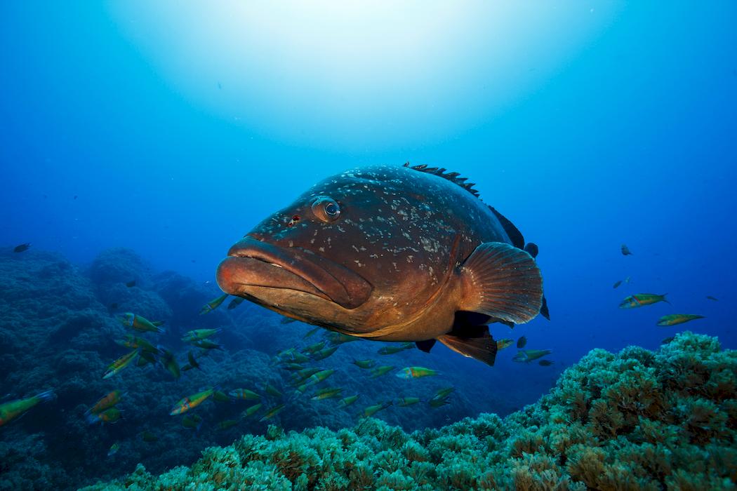 azores scuba