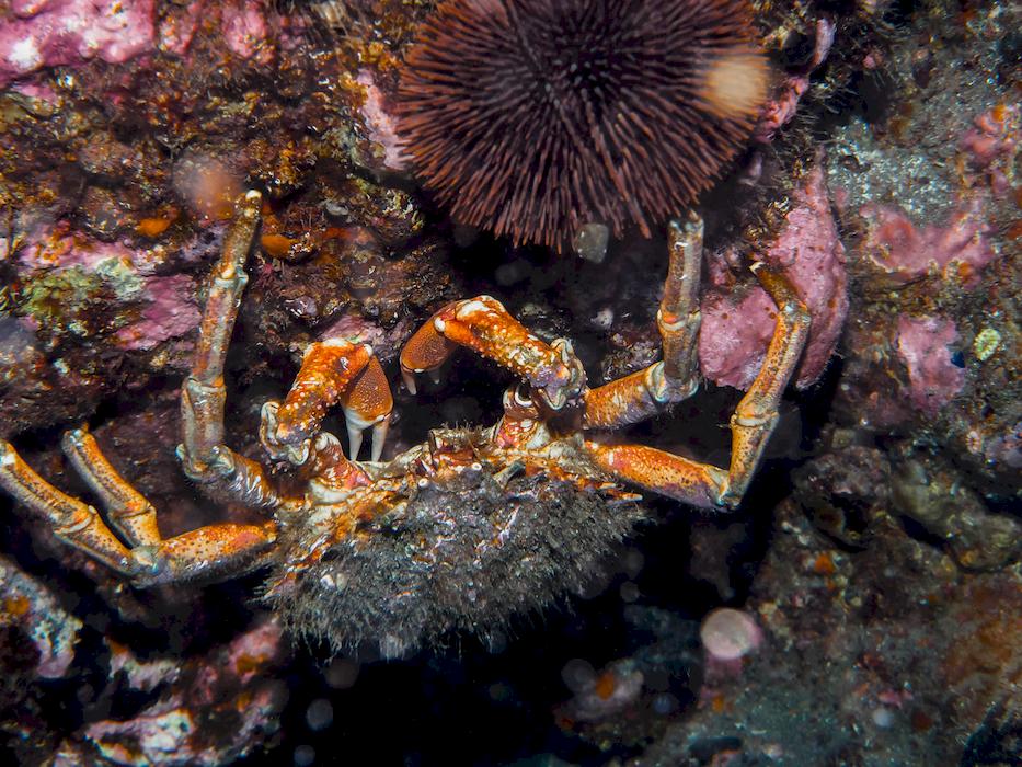 scuba diving Azores