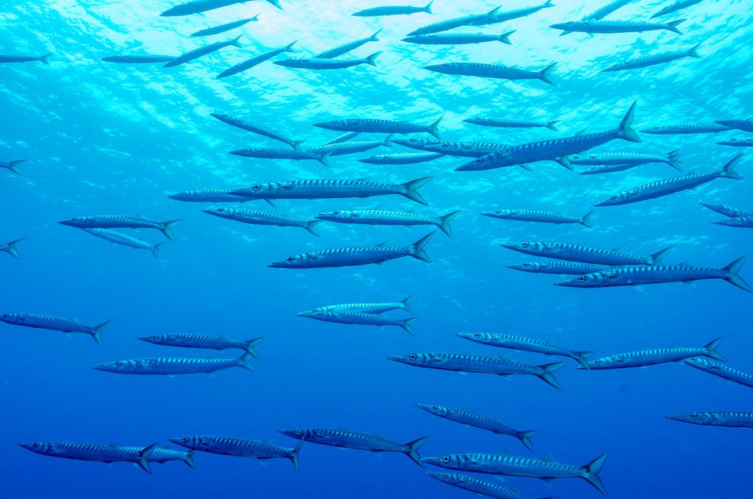 azores diving