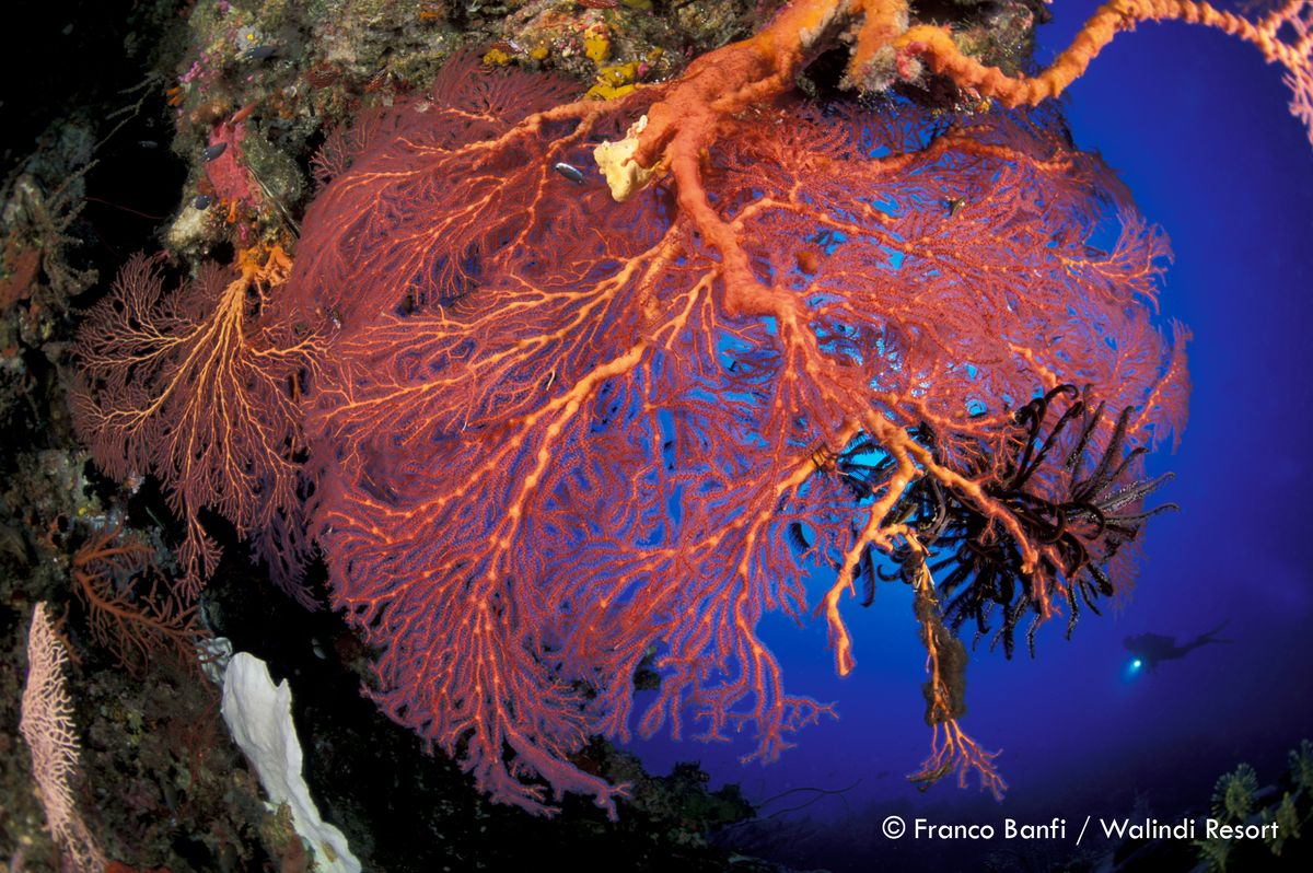 Colorful corals in Papua New Guinea