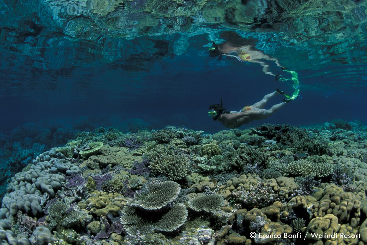 A snorkeler explores a reef in Papua New Guinea