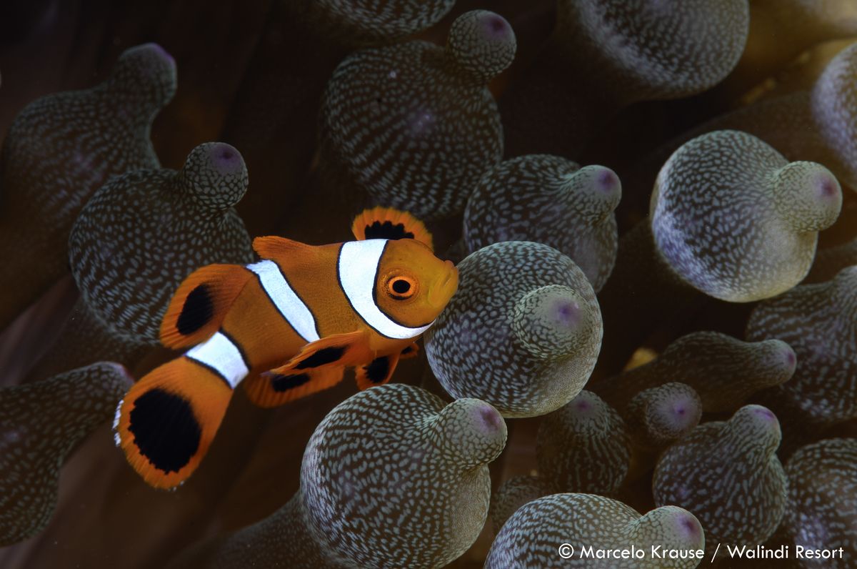 An anemone fish in Papua New Guinea