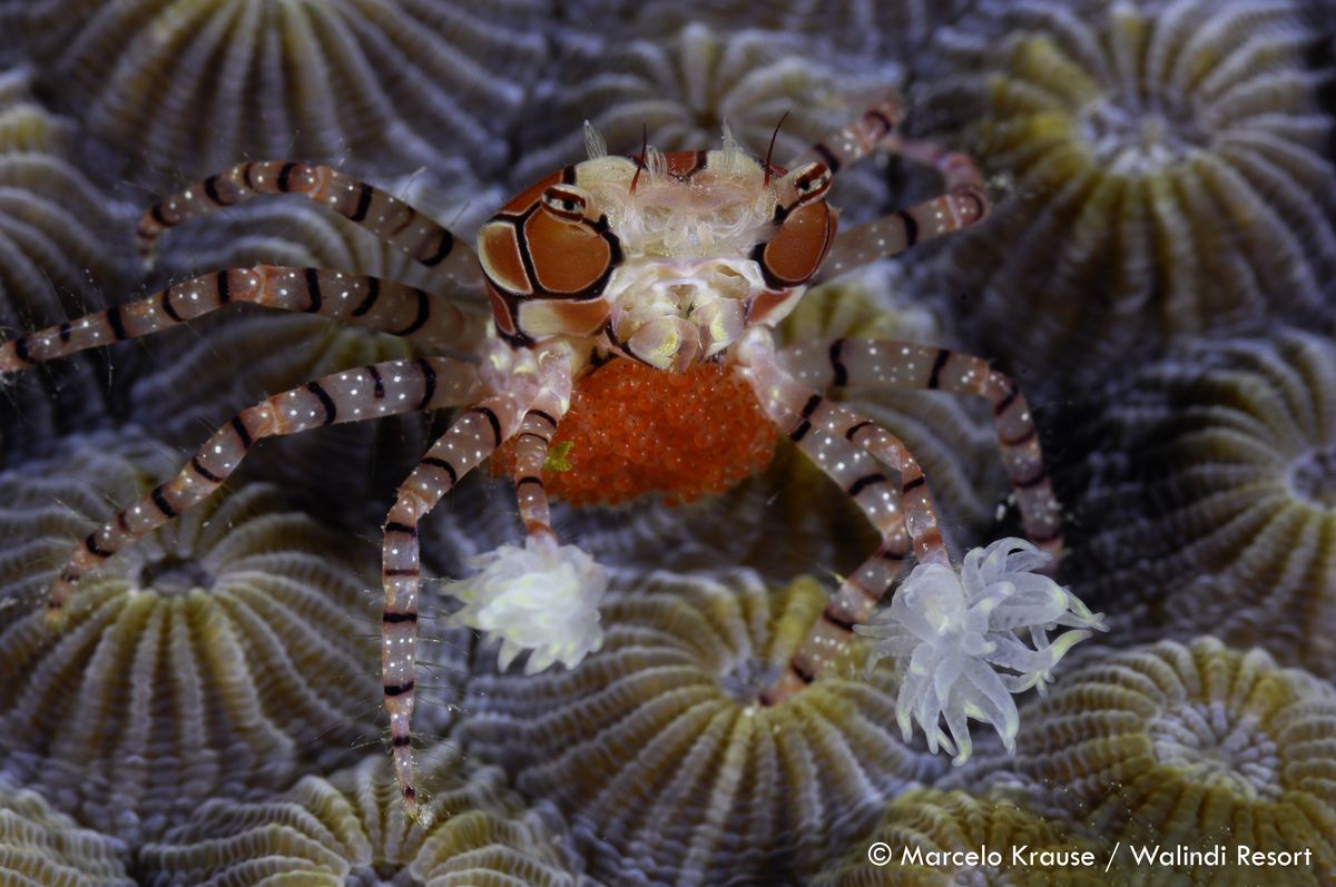 A tiny crab in Papua New Guinea