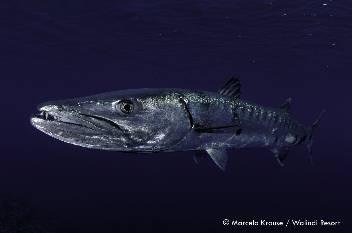 A barracuda in Papua New Guinea