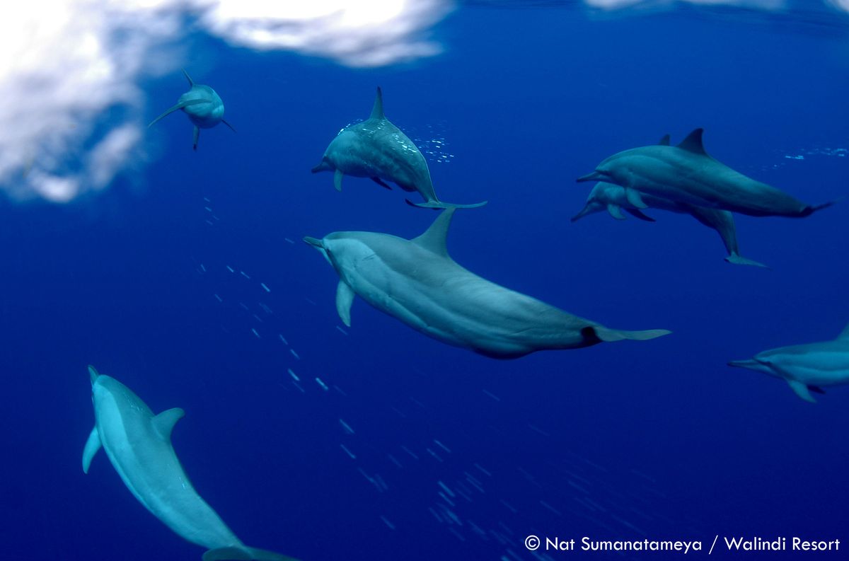 Dolphins in Papua New Guinea