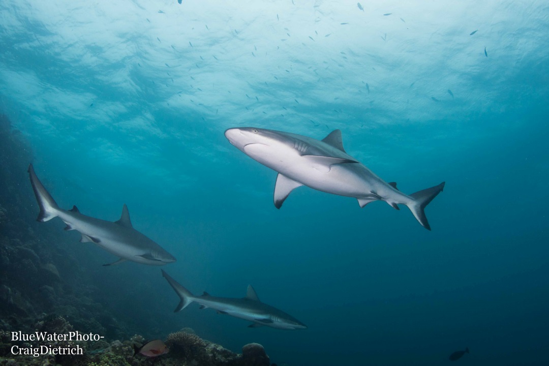 pregnant shark swimming in fiji