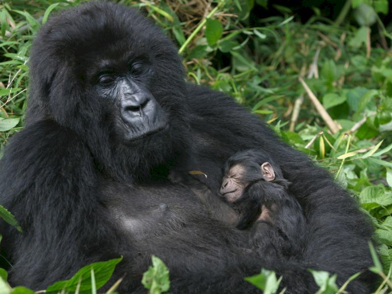 gorilla trekking africa