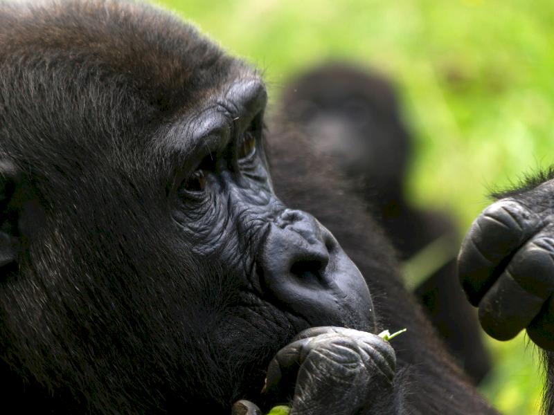 Gorilla Trekking & African Safaris