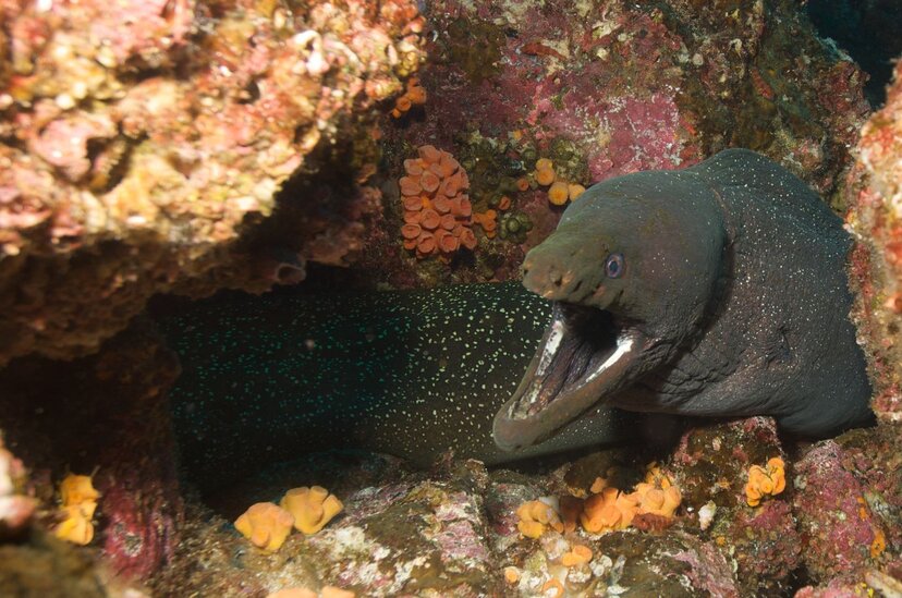 galapagos diving