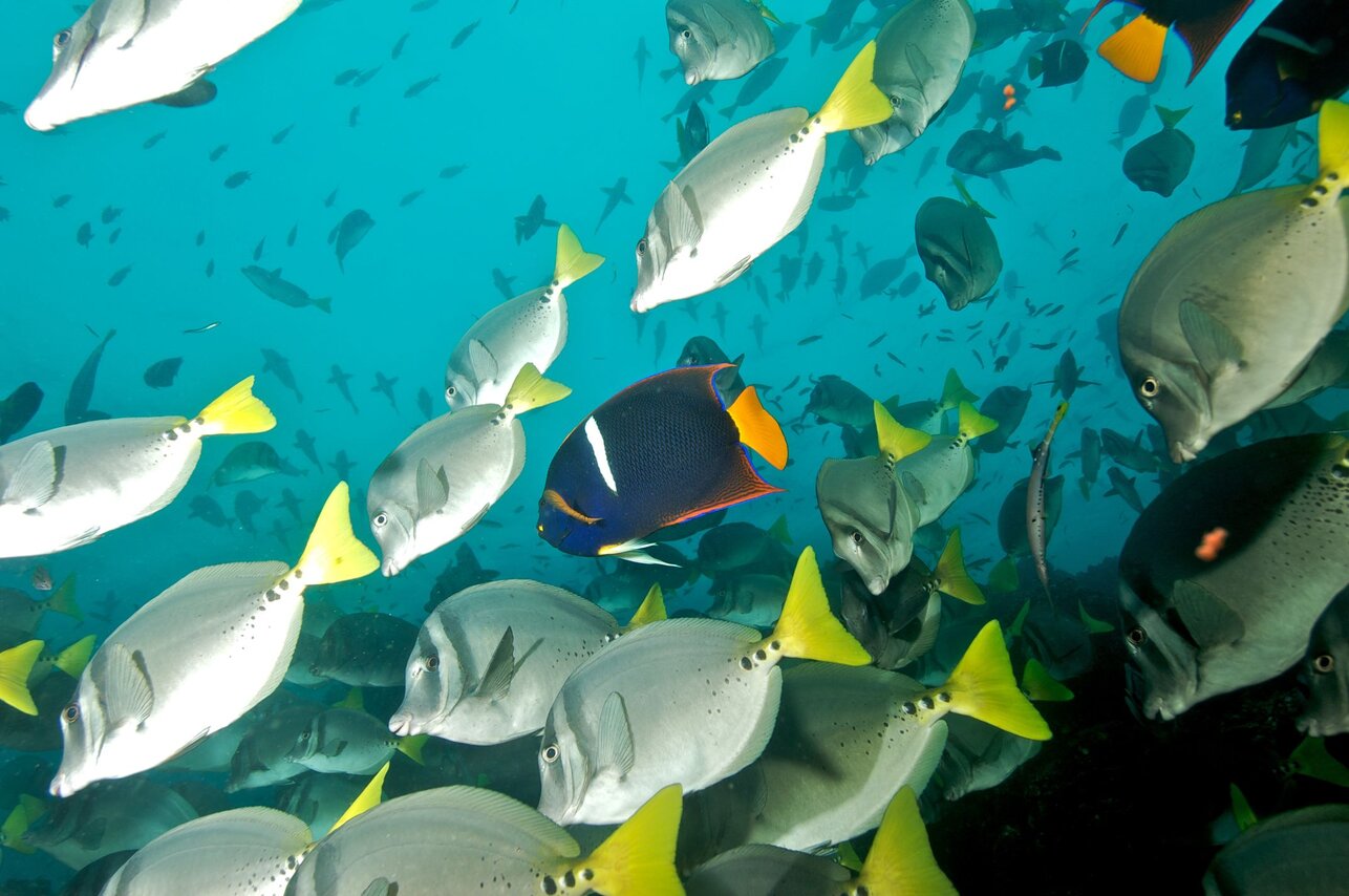 galapagos diving