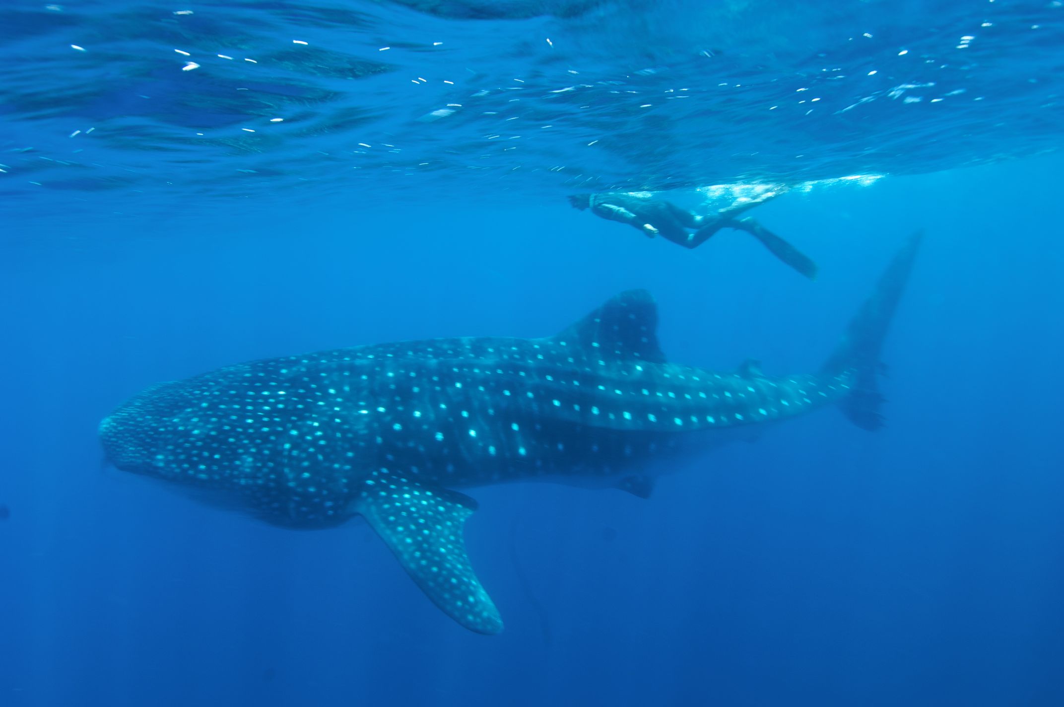 whale shark