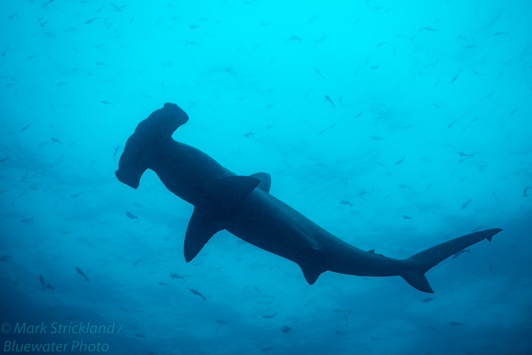 Scuba Diving with Hammerheads