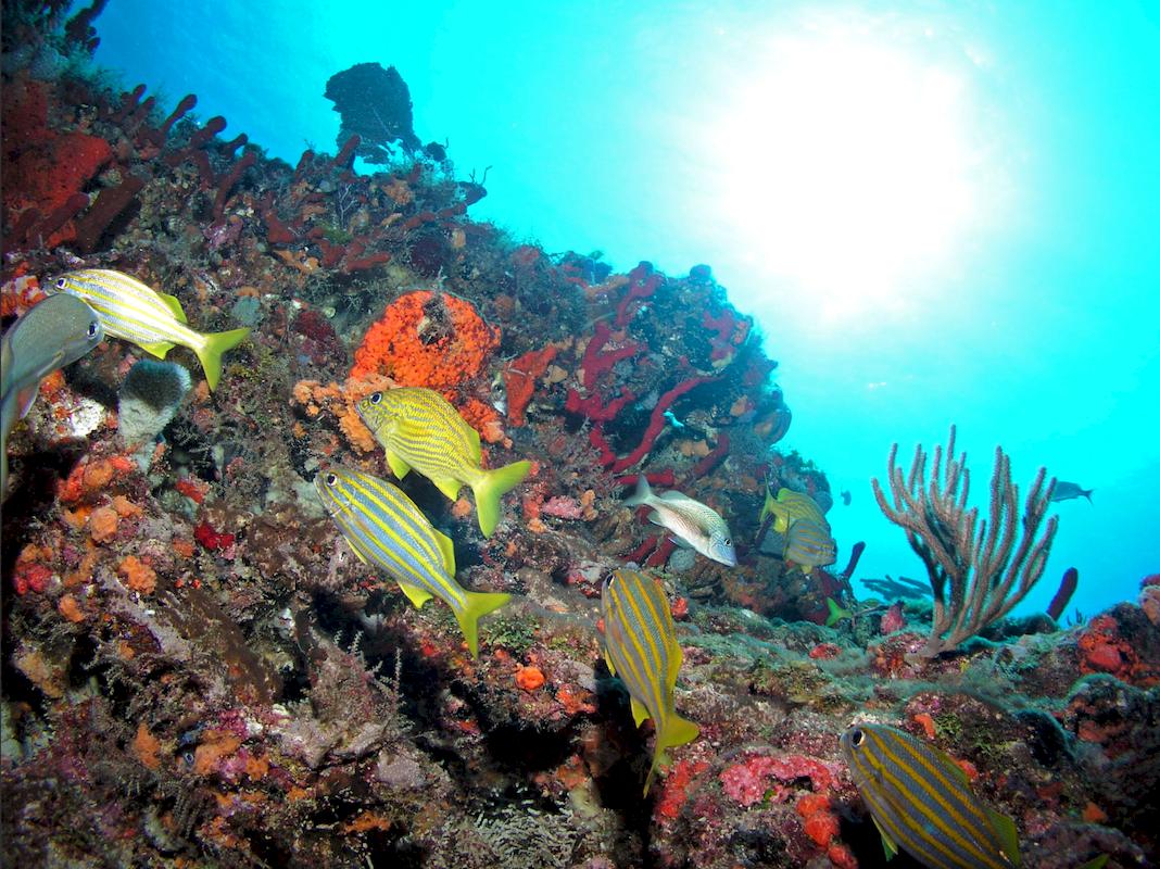 scuba diving jamaica