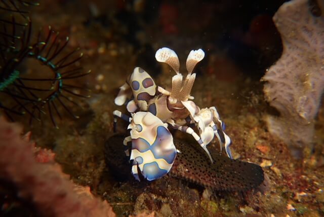 Muck diving in Dumaguette