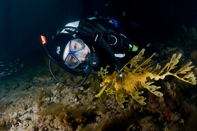 A diver looks at a leafy sea dragon while shore diving in Adelaide