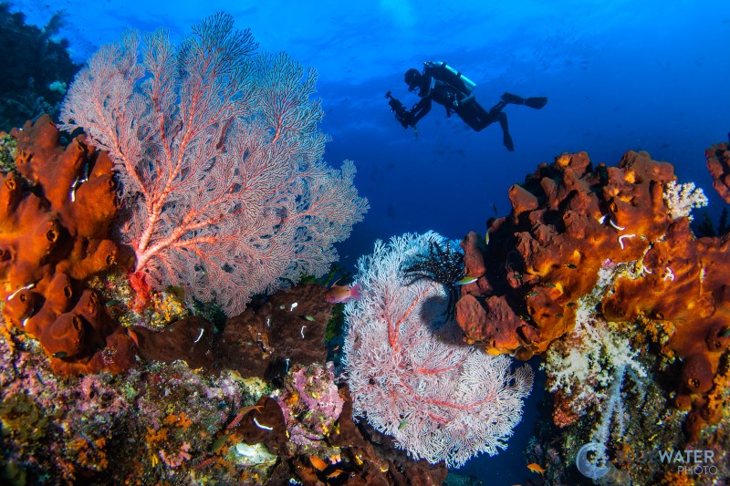 A diver explores a coral reef in Raja Ampat