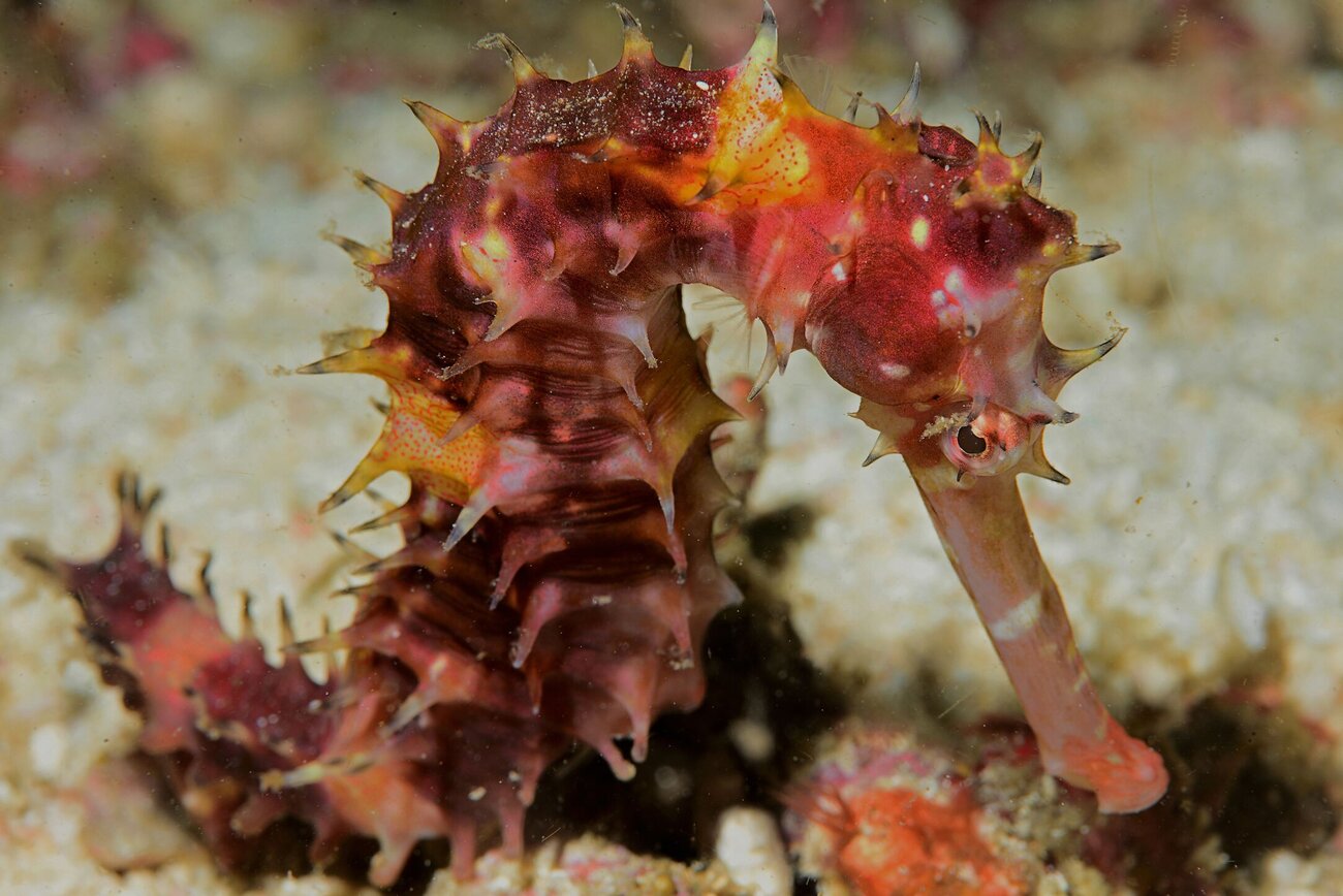 seahorse philippines