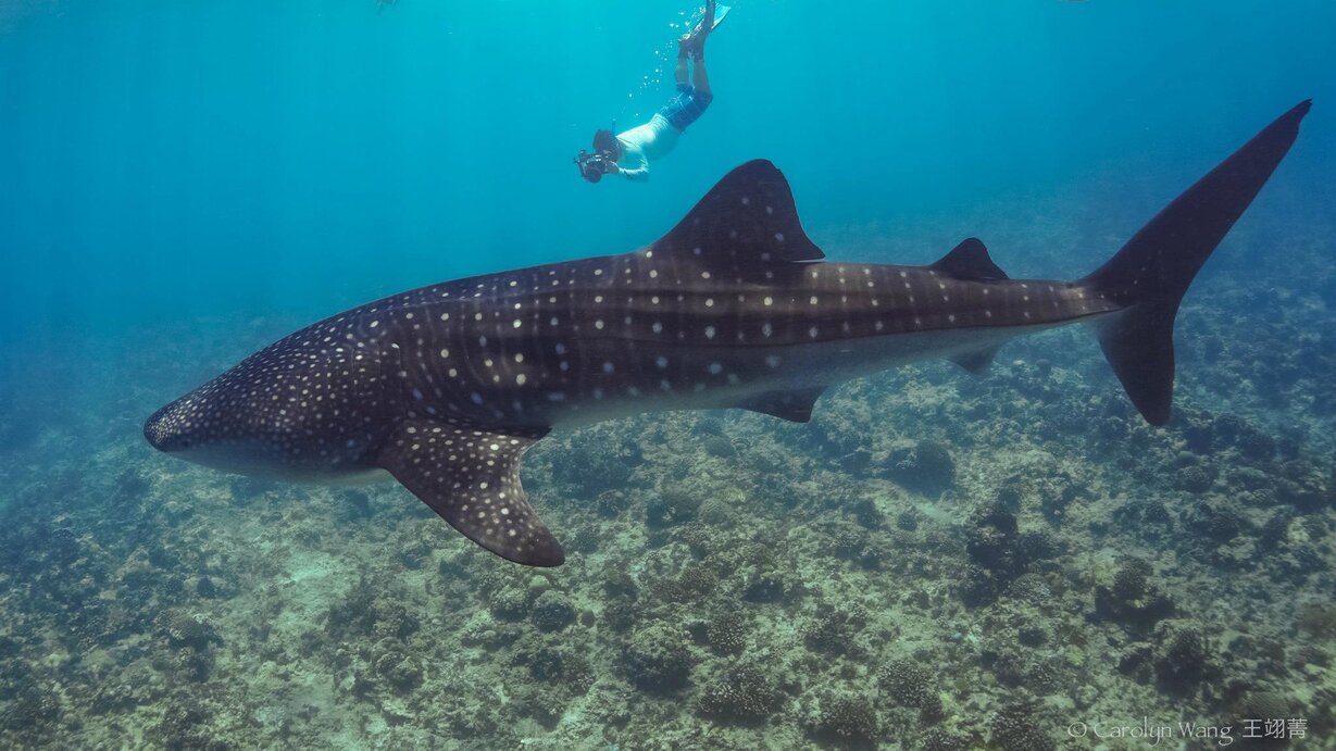 Maldives photo trip on the Carpe Vita Explorer