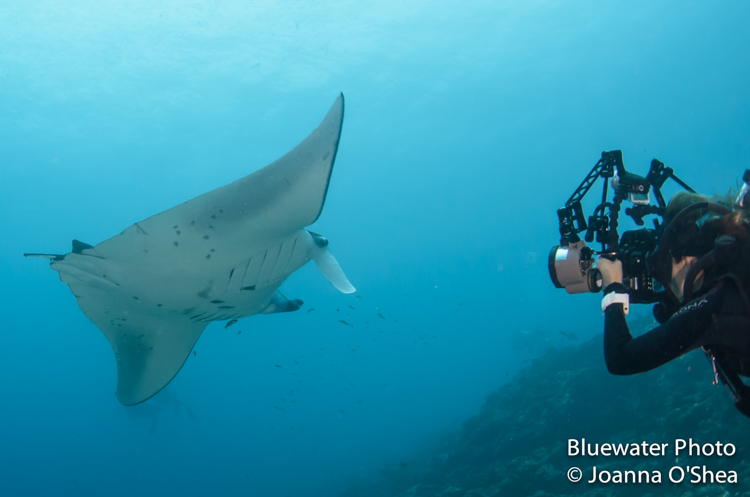 maldives manta ray