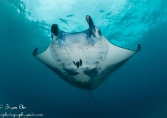 manta point nusa penida bali