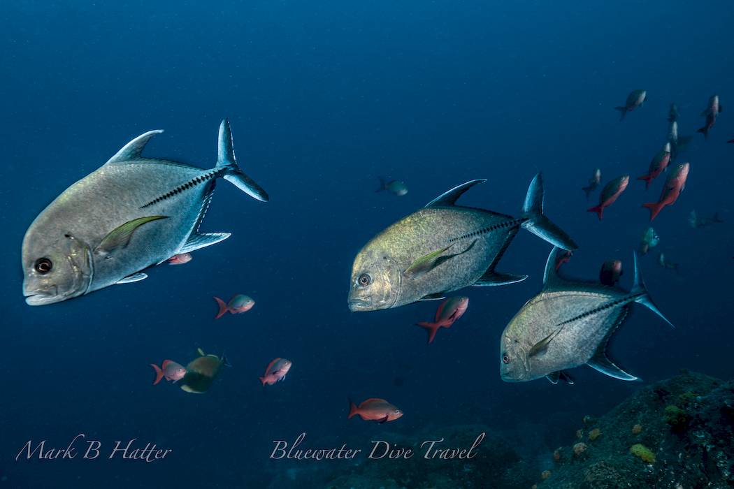 galapagos diving