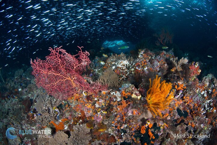 The gracious and expansive Damai