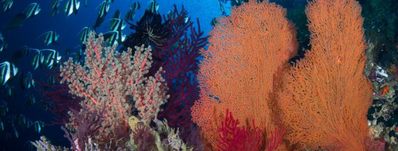 The gracious and expansive Damai