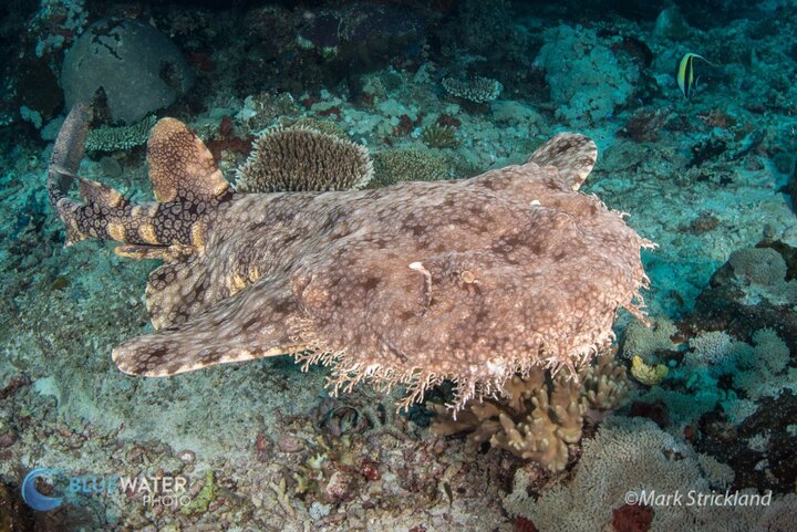 The gracious and expansive Damai