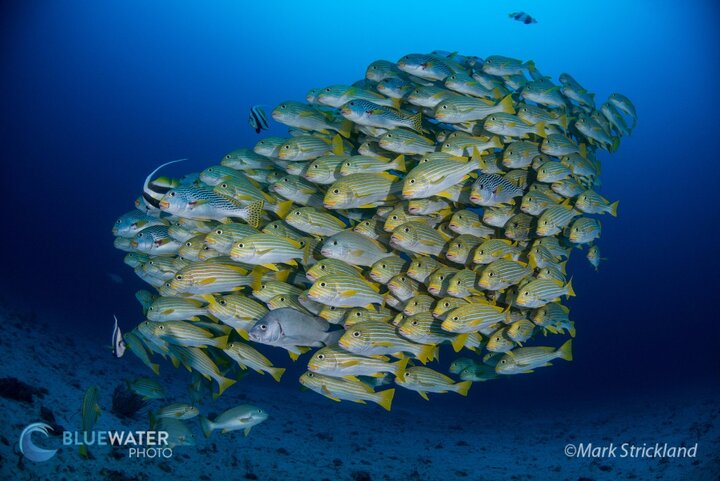 The gracious and expansive Damai