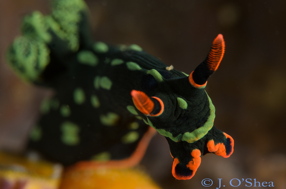 Nembrotha Nudi