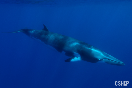 dwarf minke whale