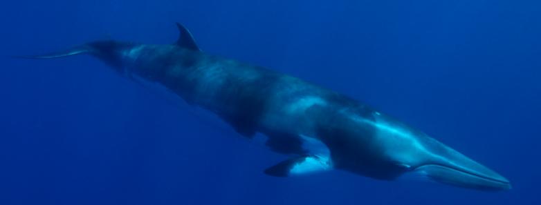 Dwarf Minke Whale 