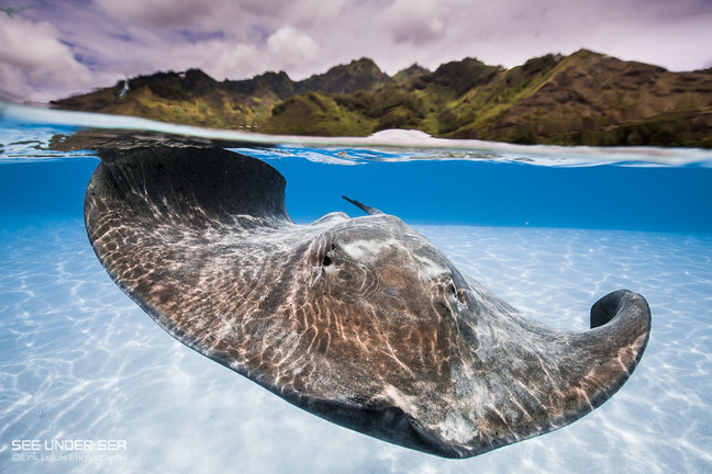 moorea french polynesia