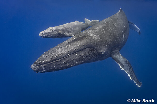 Humpback Whale in Moorea