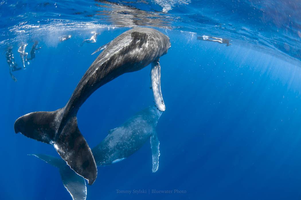 moorea humpback whales