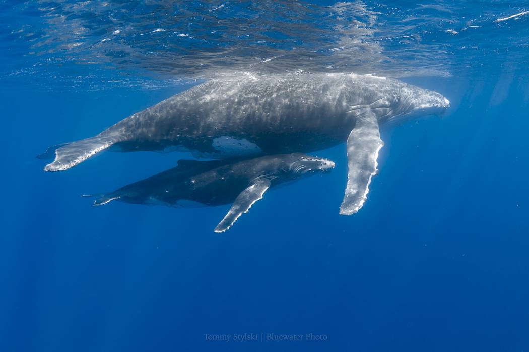 humpback whales