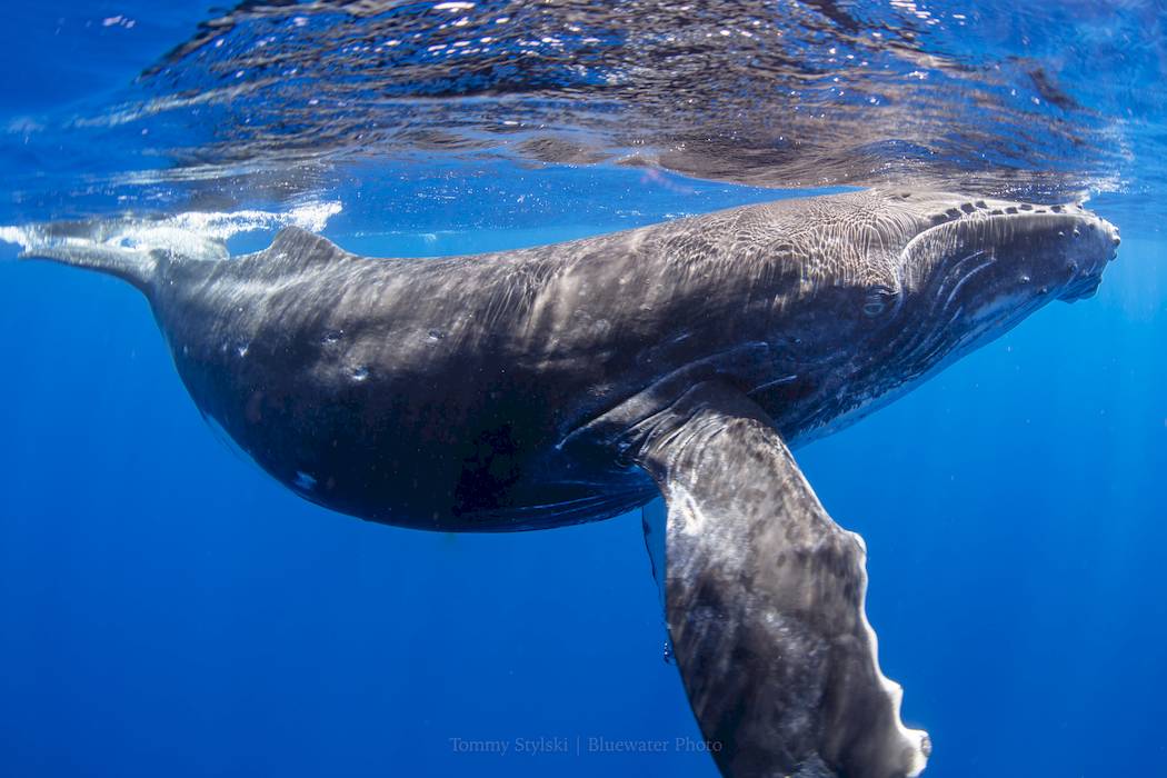 swimming with whales