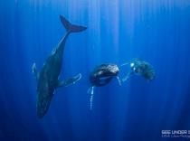 swimming with humpback whales