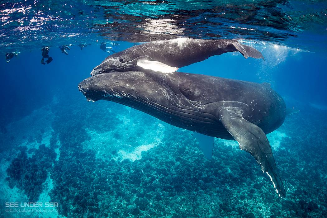 swimming with humpback whales moorea