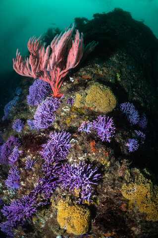Corals at Farnsworth Banks, Catalina Island