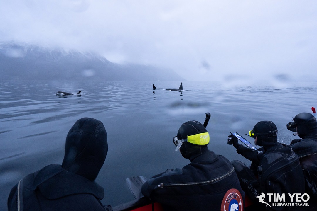 Norway Orca Expedition